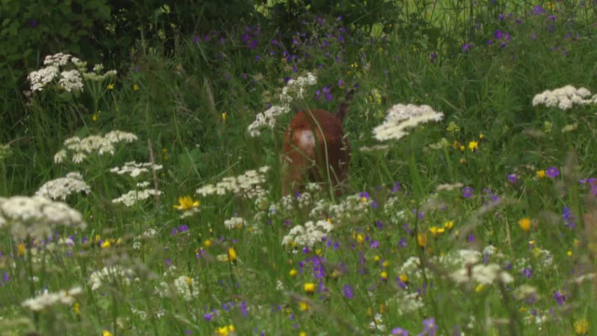 roe deer in blooming wildflower meadow in summer