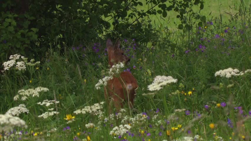 roe deer in blooming wildflower meadow in summer