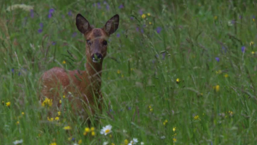 roe deer in blooming wildflower meadow in summer