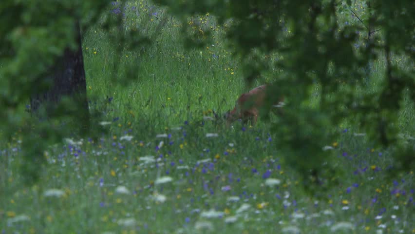 tranquil wildlife scene with roe deer grazing in a flower-filled meadow at twilight