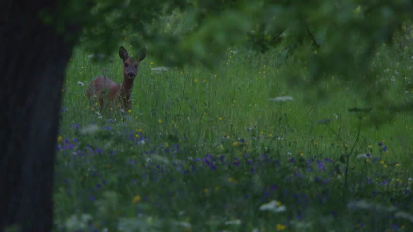 tranquil wildlife scene with roe deer grazing in a flower-filled meadow at twilight