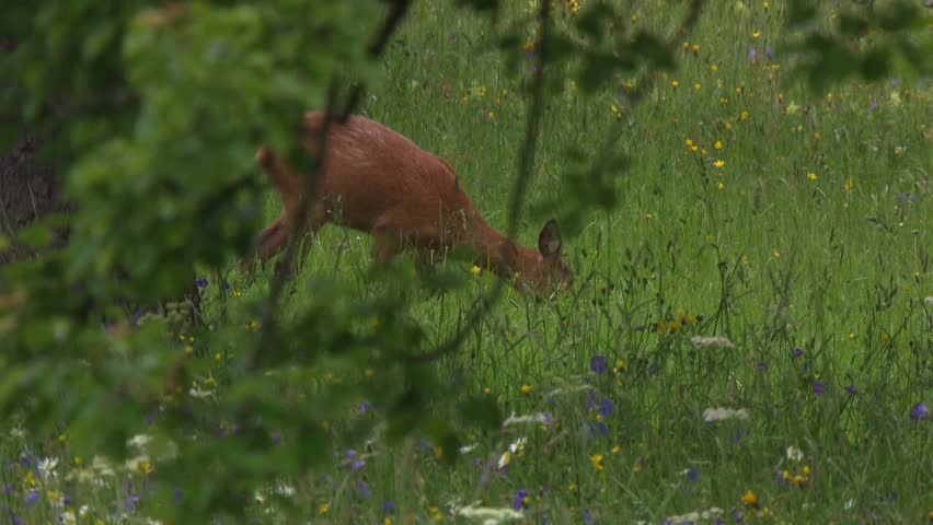 roe deer in blooming wildflower meadow in summer