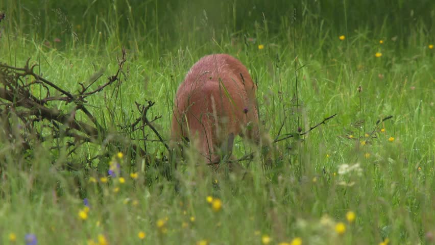 roe deer in blooming wildflower meadow in summer