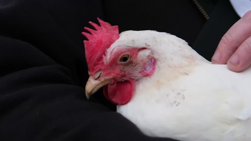 A high-quality close-up shot of a white chicken