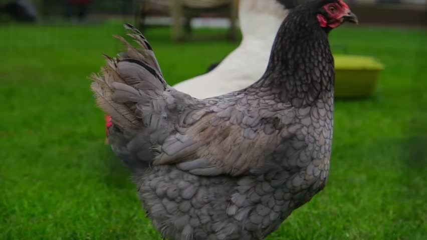 A smooth panning shot follows a grey chicken walking across a lush green yard before moving left to reveal a white hen pecking at the ground in a peaceful, rural farm setting.