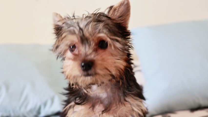 Adorable little wet yorkshire terrier puppy looking around after taking a bath in a home interior