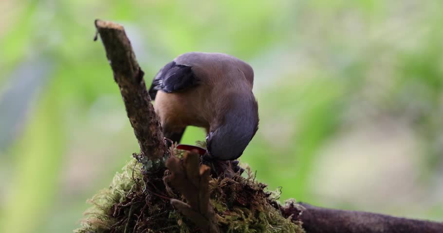 Bornean Treepie (Dendrocitta Cinerascen) known also endemic to Borneo Island with prey of beetle