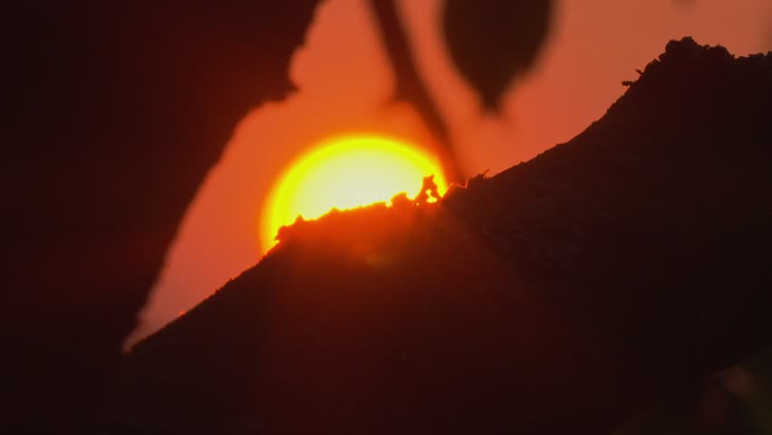 Glowing red sun setting behind tree silhouette