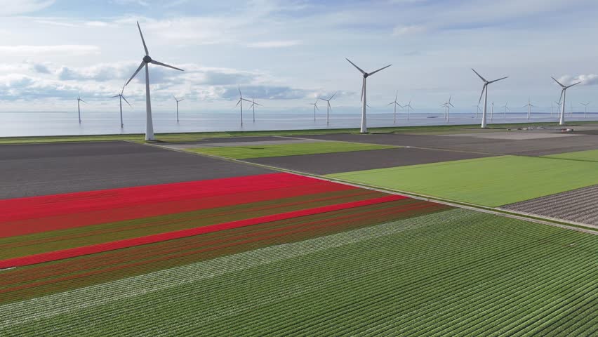 Aerial view of Noordoostpolder's landscape in spring, with vast tulip fields stretching endlessly to the horizon and giant wind turbines standing along the coast near Urk in Flevoland, the Netherlands.