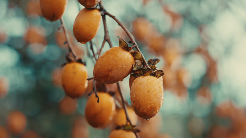 Fresh persimmons covered in water droplets hanging from a tree branch during autumn harvest
