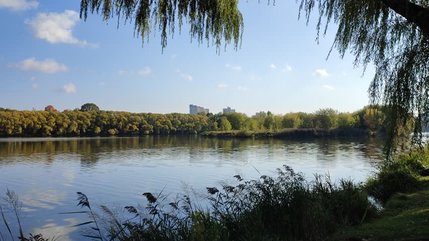Willows grow on the grassy shore of the lake. Their branches hang over the water. Ripples run through the water. Buildings are visible on the opposite bank beyond the forest. Sunny autumn weather and blue sky with clouds