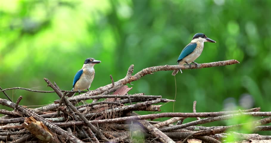 Pair of collared kingfishers, also known as white-collared kingfishers or mangrove kingfishers, resting on a pile of twigs against a blurred green foliage background.
