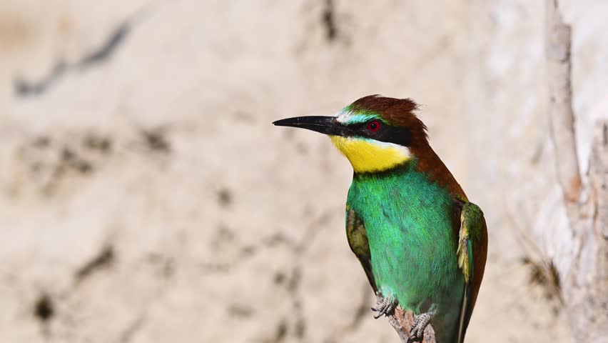 Two European Bee-eaters (Merops apiaster) standing side by side on a branch, preening their feathers.