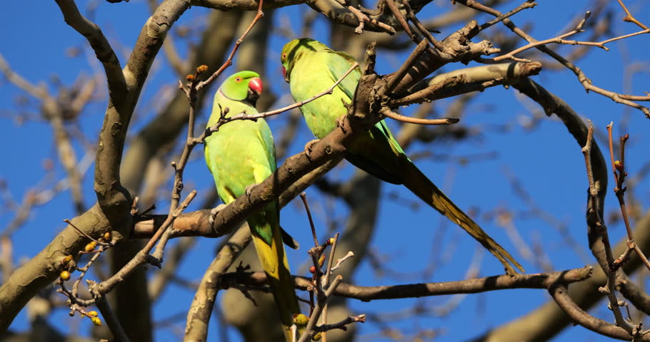 Couple of Rose-ringed parakeets (psittacula krameri), perched on branches, Montpellier, Southern France.