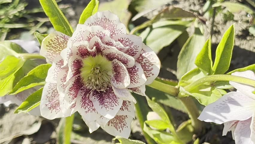 the very pretty colorful flower close up