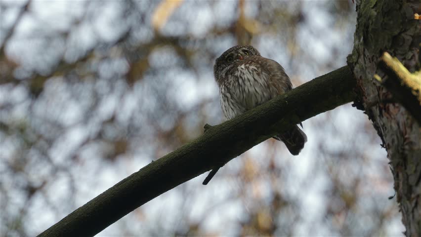 Eurasian pygmy owl (Glaucidium passerinum) perches on a spruce branch and looks around alertly. View from below shows the small owl against the sky. Natural woodland wildlife scene in daylight.