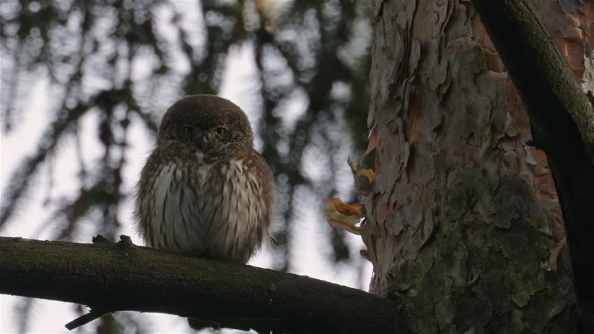 Eurasian pygmy owl (Glaucidium passerinum) perches on a branch and preens its feathers in close view. The small owl pauses and looks around alertly. Natural woodland wildlife scene outdoors.