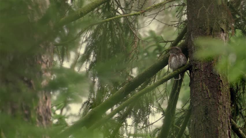 Eurasian pygmy owl (Glaucidium passerinum) perches on a spruce tree and calls while looking around. The small owl remains alert in a natural woodland setting. Wildlife observation in outdoor.