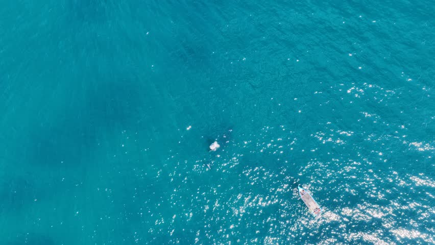 humpback whale mother and calf braching in pacific ocean off the coast of cabo san lucas baja california sur mexico aerial footage 