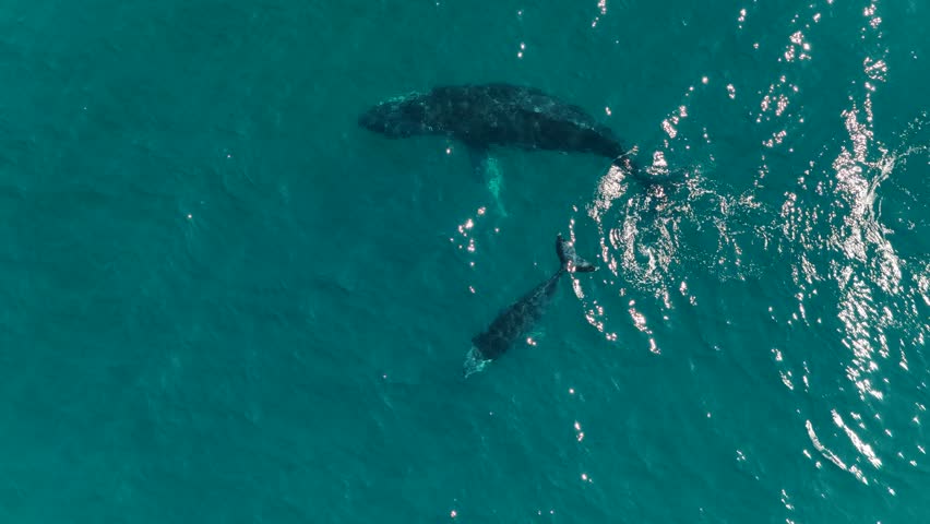 humpback whale mother and calf braching in pacific ocean off the coast of cabo san lucas baja california sur mexico aerial footage 