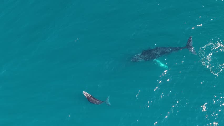 humpback whale mother and calf braching in pacific ocean off the coast of cabo san lucas baja california sur mexico aerial footage 