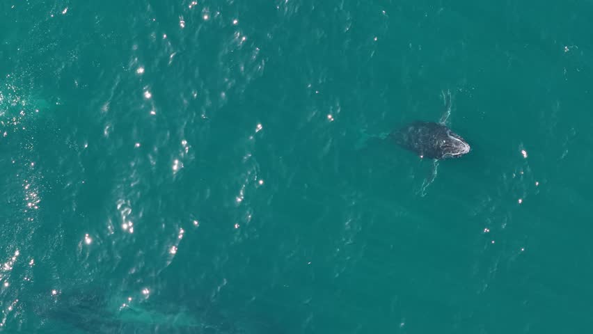 humpback whale mother and calf braching in pacific ocean off the coast of cabo san lucas baja california sur mexico aerial footage 