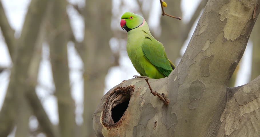 Male Rose-ringed parakeet (psittacula krameri), perched on a Platanus tree, Montpellier, Southern France.
