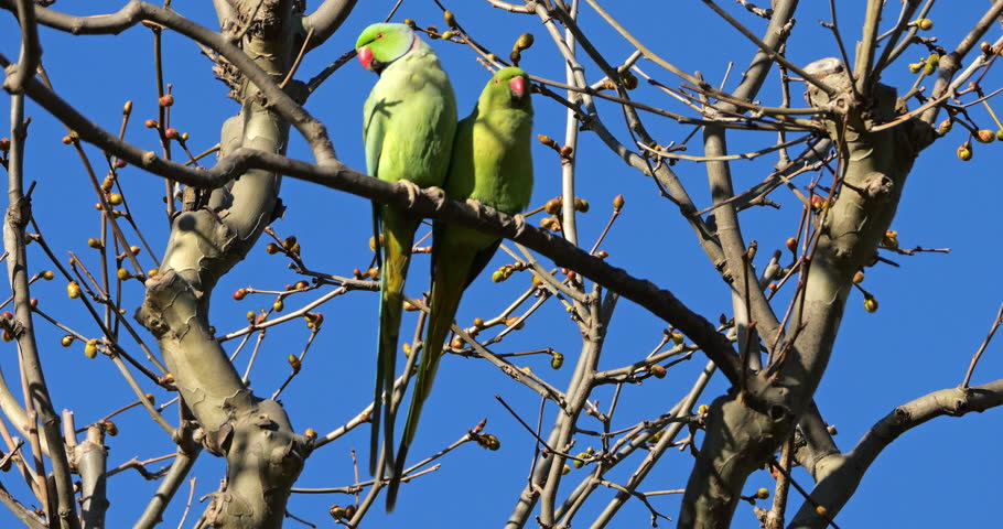Couple of Rose-ringed parakeets (psittacula krameri), perched on branches, Montpellier, Southern France.