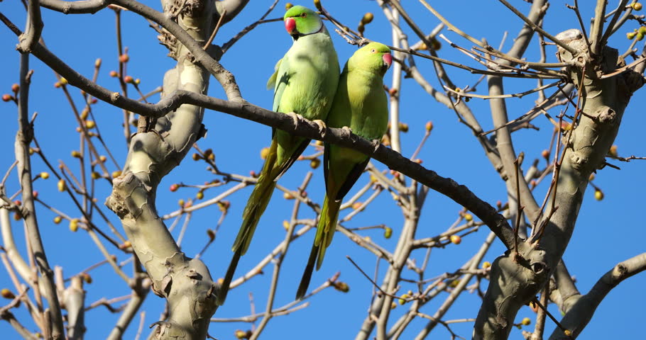 Couple of Rose-ringed parakeets (psittacula krameri), perched on branches, Montpellier, Southern France.