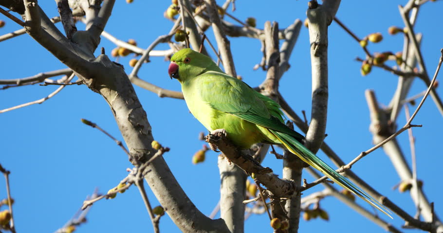 Female Rose-ringed parakeet (psittacula krameri), perched on branches, Montpellier, Southern France.