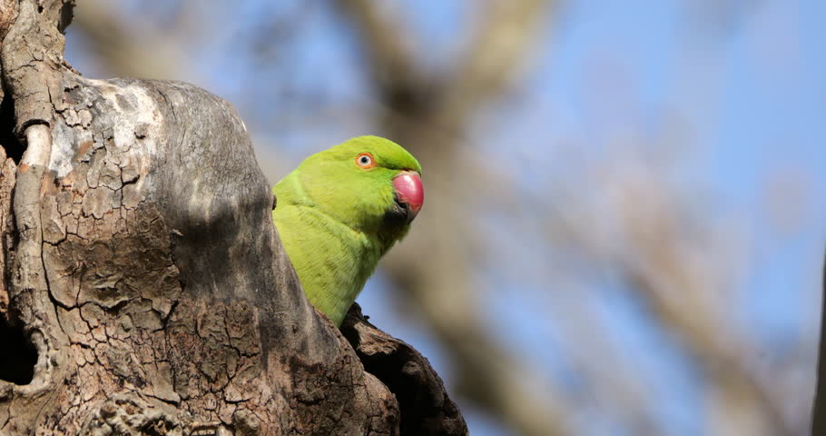 Female Rose-ringed parakeet (psittacula krameri), nesting in a Platanus tree, Montpellier, Southern France.