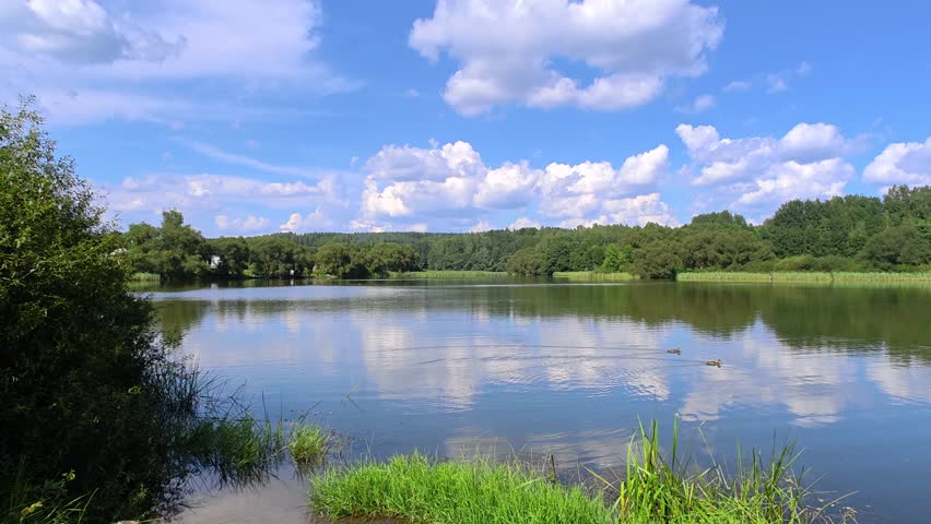 A forest grows on the grassy shores of the lake. Tree branches bend over the water. The blue sky with clouds is reflected in the water. Reeds grow in the clear water. Sunny summer weather and blue sky with clouds