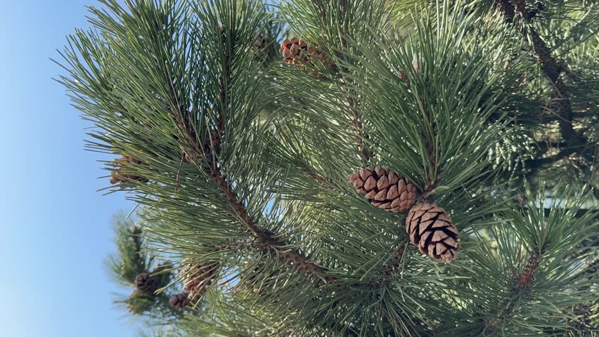 Pine tree branches with cones.