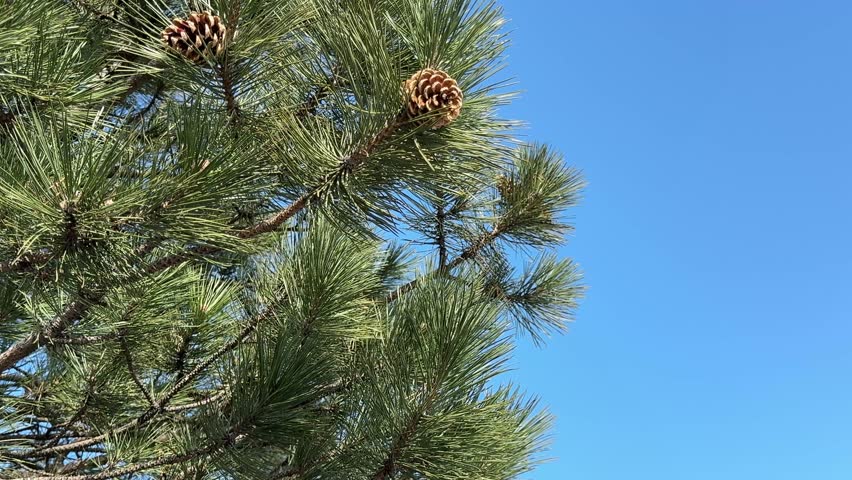 Pine cones on a pine tree against blue sky.