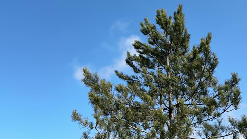 Pine tree branches against sky.