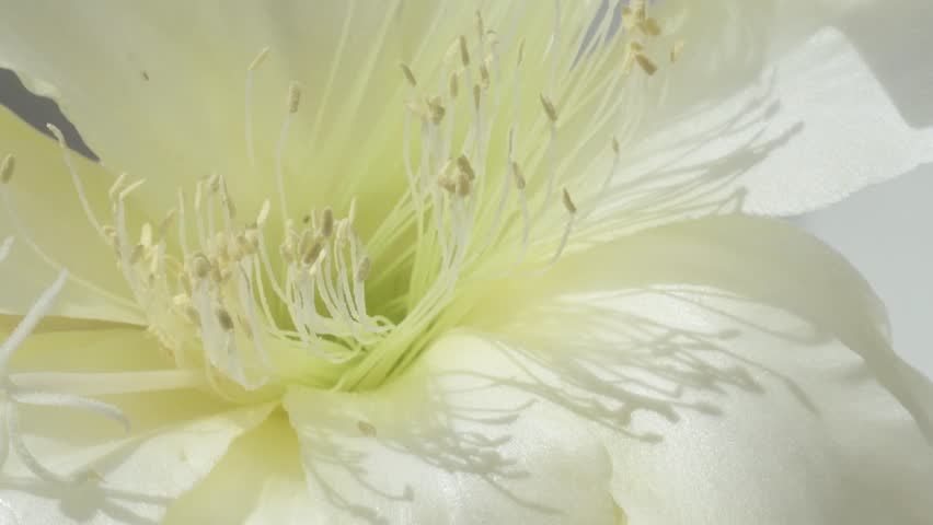 white huge flower of cactus with yellow core blooming at sunny day. macro 4k