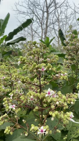 Clerodendrum Infortunatum – Bhat Flower or Hill Glory Bower in Tropical Nature. Clerodendrum infortunatum, known as Bhat flower or Hill Glory Bower, is a wild tropical plant with delicate white blooms and long purple stamens. Common in South Asia, it thrives in forests and rural landscapes. This medicinal plant is admired for its natural beauty and is a popular subject in botanical and nature videography.