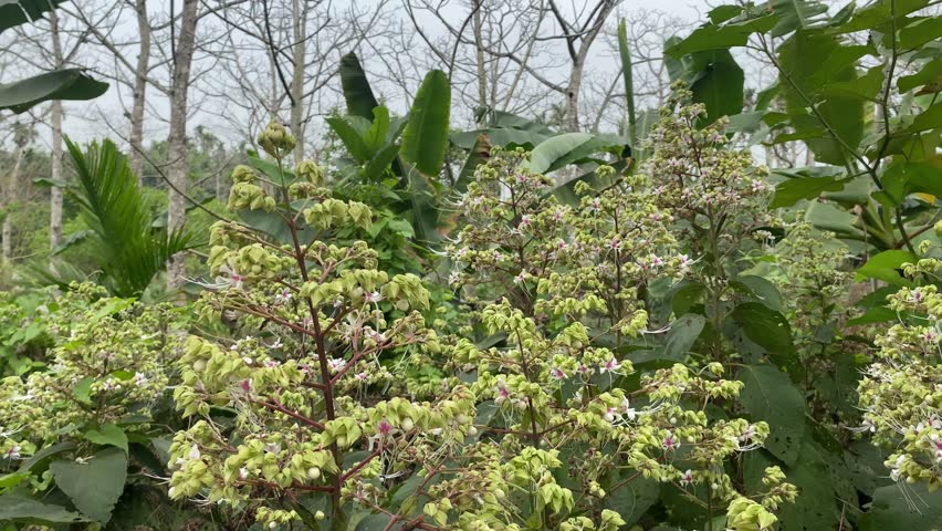Clerodendrum Infortunatum – Bhat Flower or Hill Glory Bower in Tropical Nature. Clerodendrum infortunatum, known as Bhat flower or Hill Glory Bower, is a wild tropical plant with delicate white blooms and long purple stamens. Common in South Asia, it thrives in forests and rural landscapes. This medicinal plant is admired for its natural beauty and is a popular subject in botanical and nature videography.