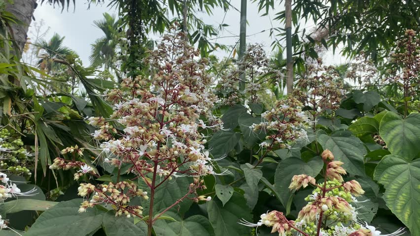 Clerodendrum Infortunatum – Bhat Flower or Hill Glory Bower in Tropical Nature. Clerodendrum infortunatum, known as Bhat flower or Hill Glory Bower, is a wild tropical plant with delicate white blooms and long purple stamens. Common in South Asia, it thrives in forests and rural landscapes. This medicinal plant is admired for its natural beauty and is a popular subject in botanical and nature videography.