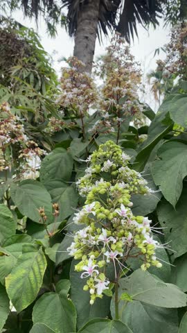 Clerodendrum Infortunatum – Bhat Flower or Hill Glory Bower in Tropical Nature. Clerodendrum infortunatum, known as Bhat flower or Hill Glory Bower, is a wild tropical plant with delicate white blooms and long purple stamens. Common in South Asia, it thrives in forests and rural landscapes. This medicinal plant is admired for its natural beauty and is a popular subject in botanical and nature videography.