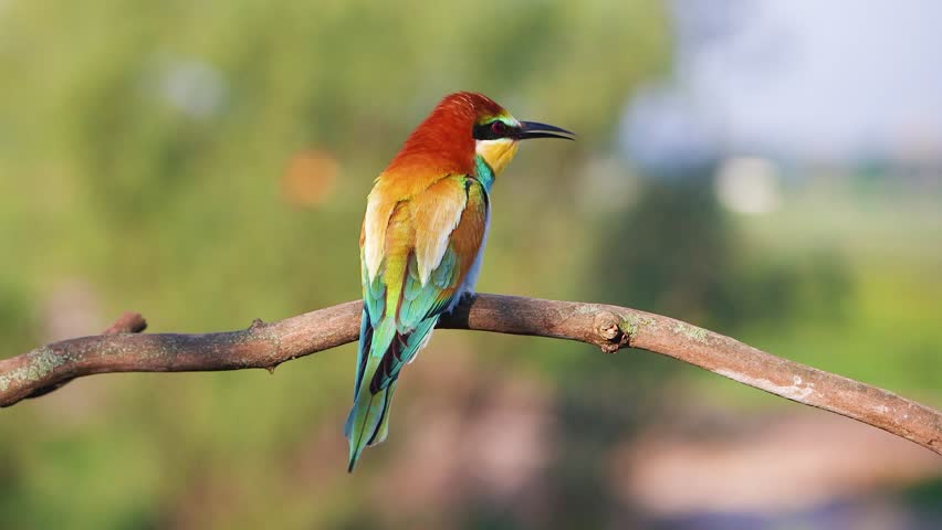 Stunning back view of a European bee-eater showcasing its vibrant plumage while sitting on a branch