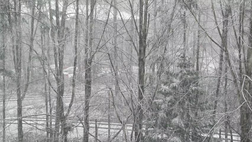 Winter, Snow, Forest, Park, Suburbs, Canada