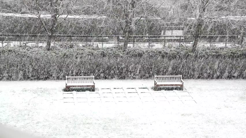 Winter, Snow, Forest, Park, Suburbs, Canada