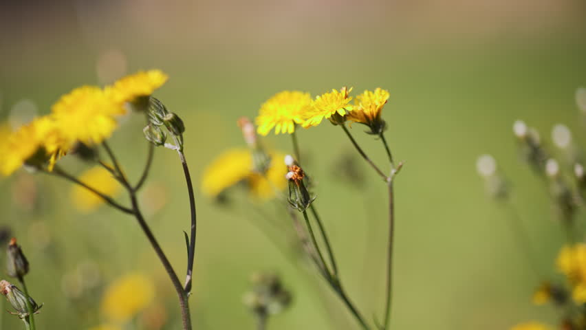 Yellow dandelion wildflowers swaying in a summer breeze