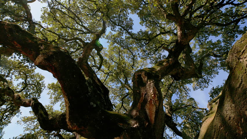 Ancient cork oak tree revealing majestic branches