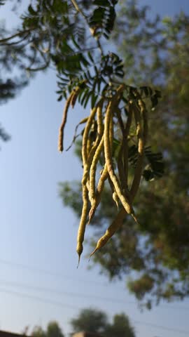 Elongated yellowish-green seed pods hanging from a tree branch with compound leaves, captured against a clear blue sky. The natural daylight highlights the slender, curved pods and vibrant foliage, creating a detailed botanical composition that emphasizes plant morphology and ecological beauty.
