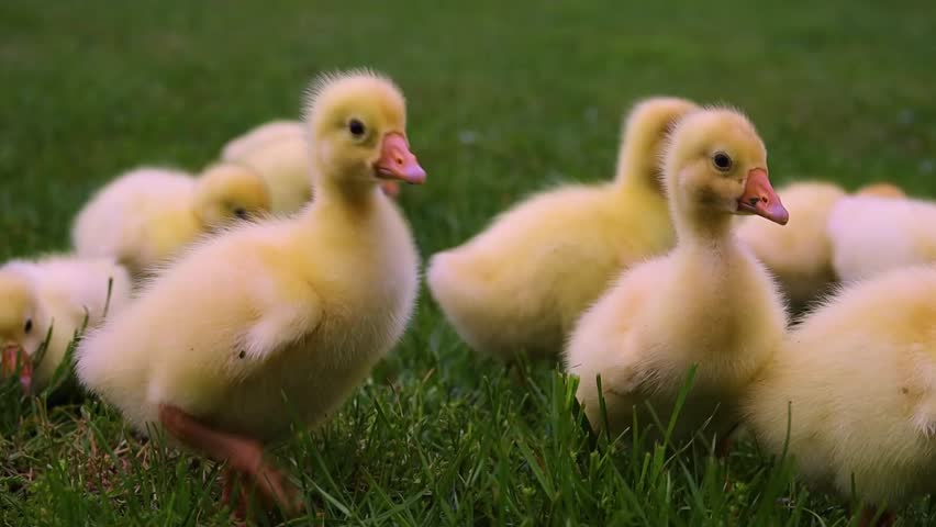 Funny small bright  yellow goslings on the green grass