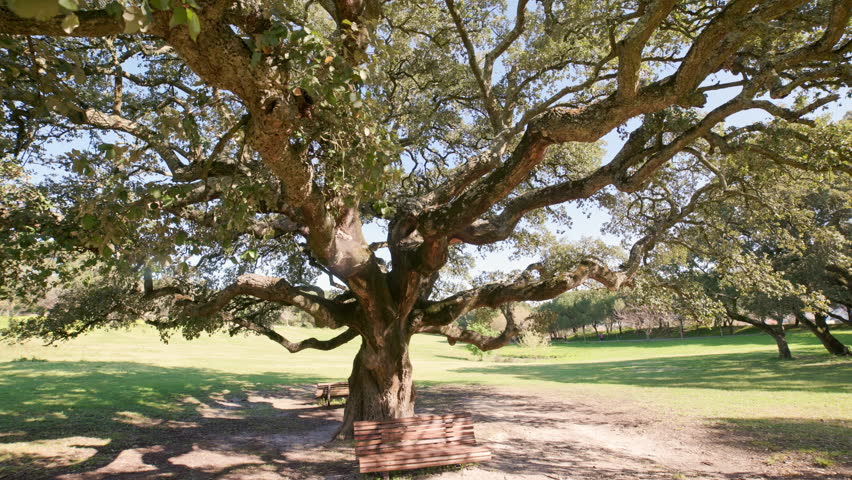 Ancient oak tree with sprawling branches in a green field