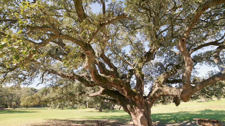 Ancient cork oak tree tilting upward on a sunny day