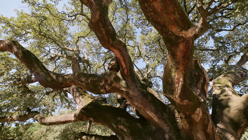 Ancient cork oak tree with gnarled bark and branches
